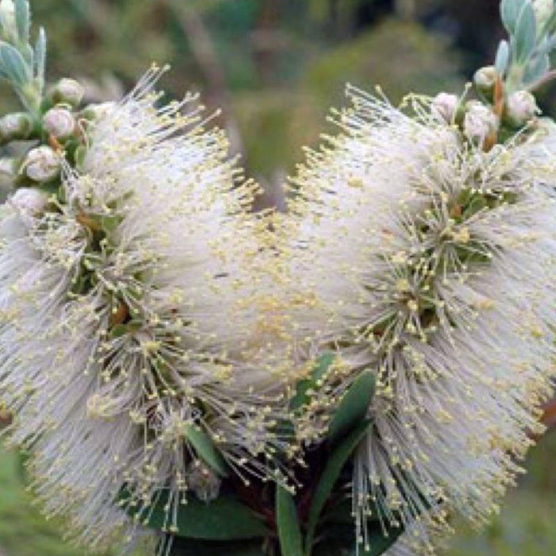 Callistemon Citrinus 'White Anzac'
