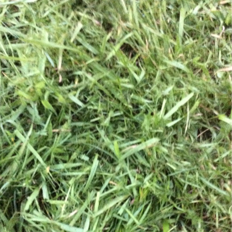 Plant image Lolium perenne