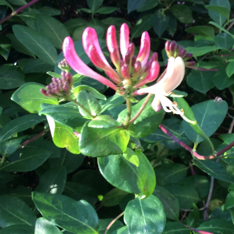 Plant image Lonicera periclymenum 'Belgica'