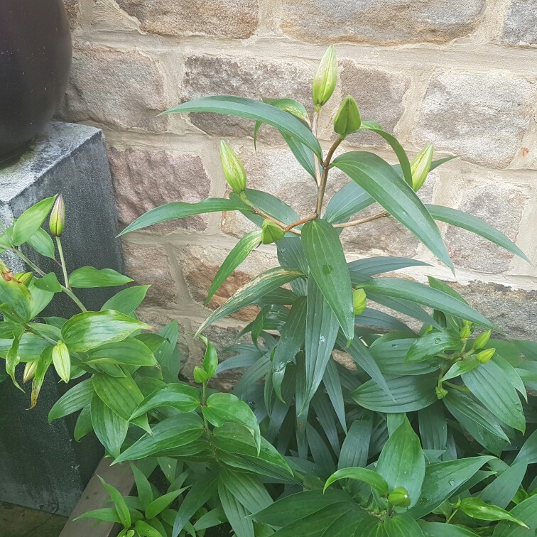 plant image 166629