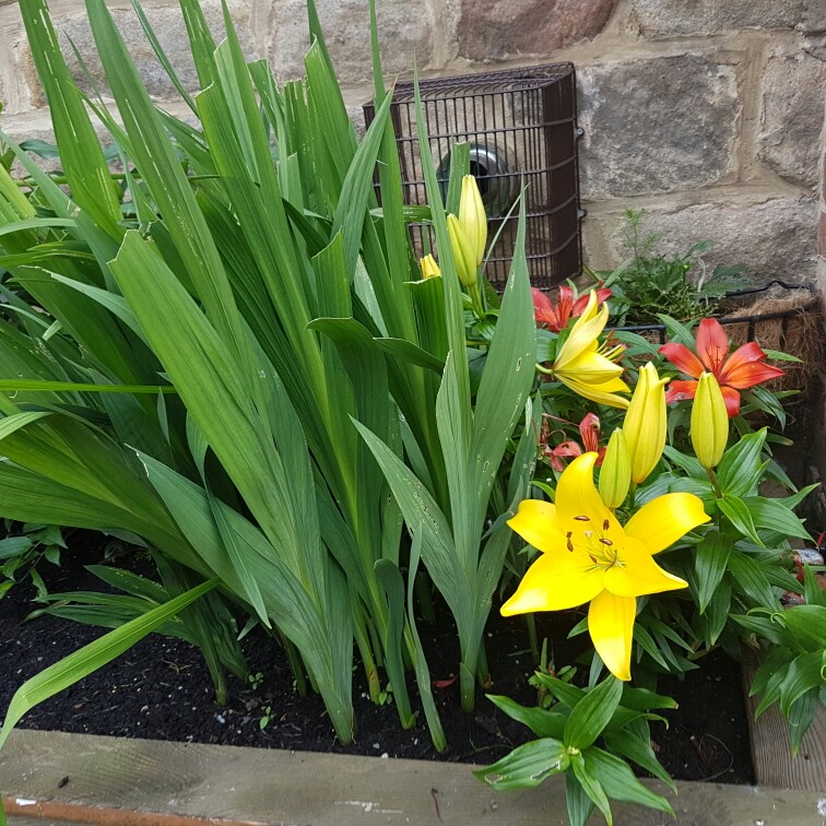 Lucy's garden