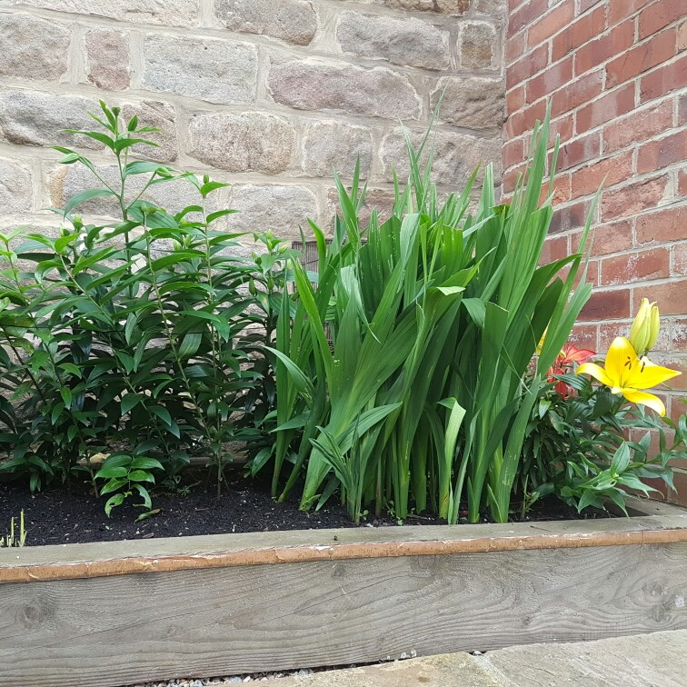 Lucy's garden