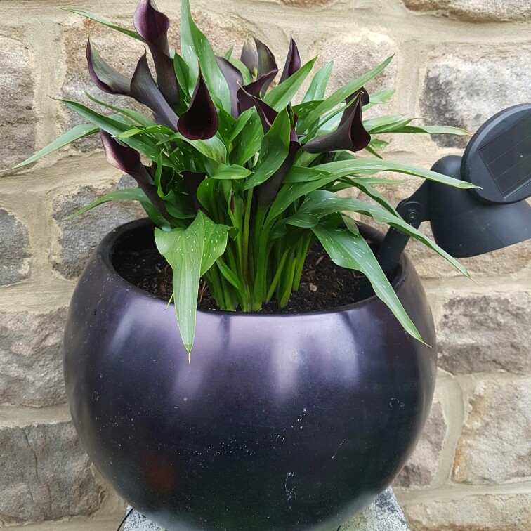 Calla Lily 'Black Star'