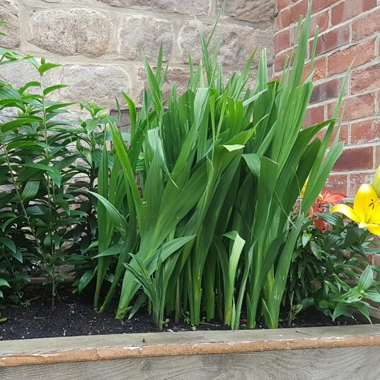 plant image 169729