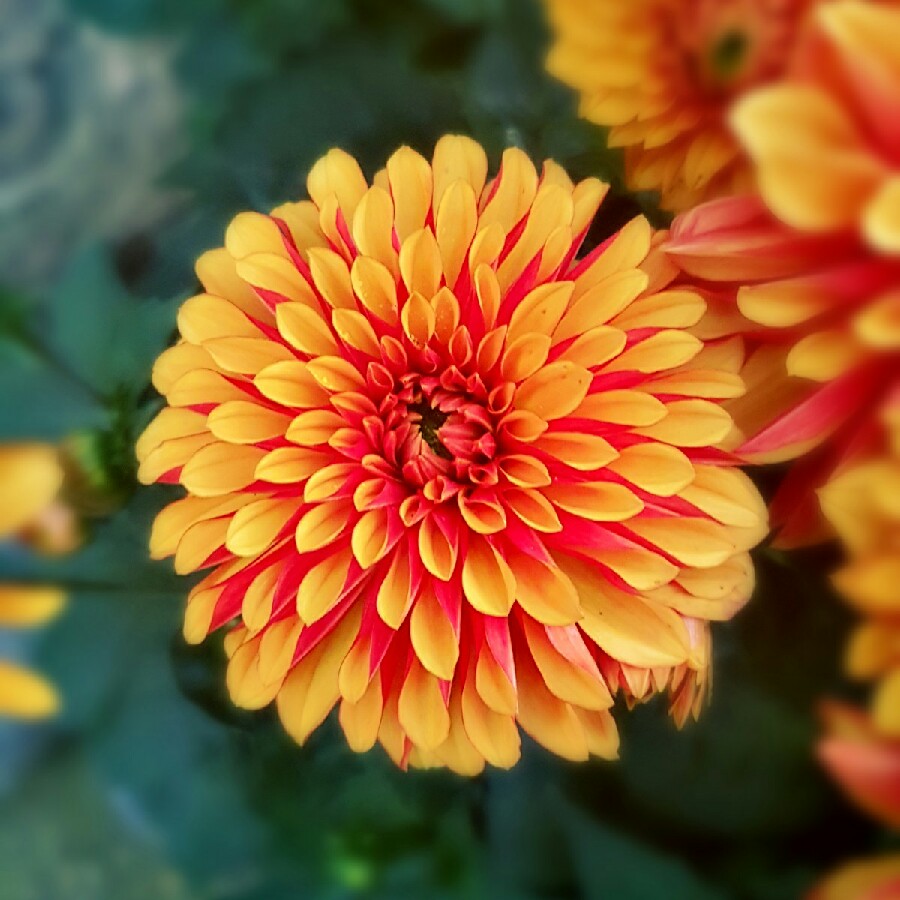 Dahlia 'Classic Masquerade' (Misc)