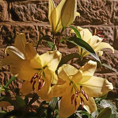 Lily