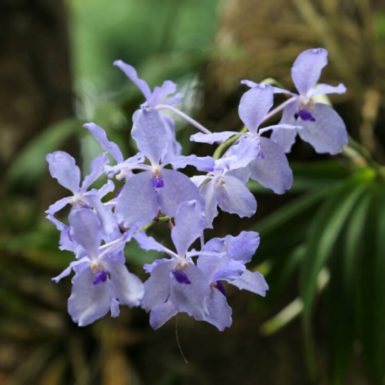 Plant image Vanda