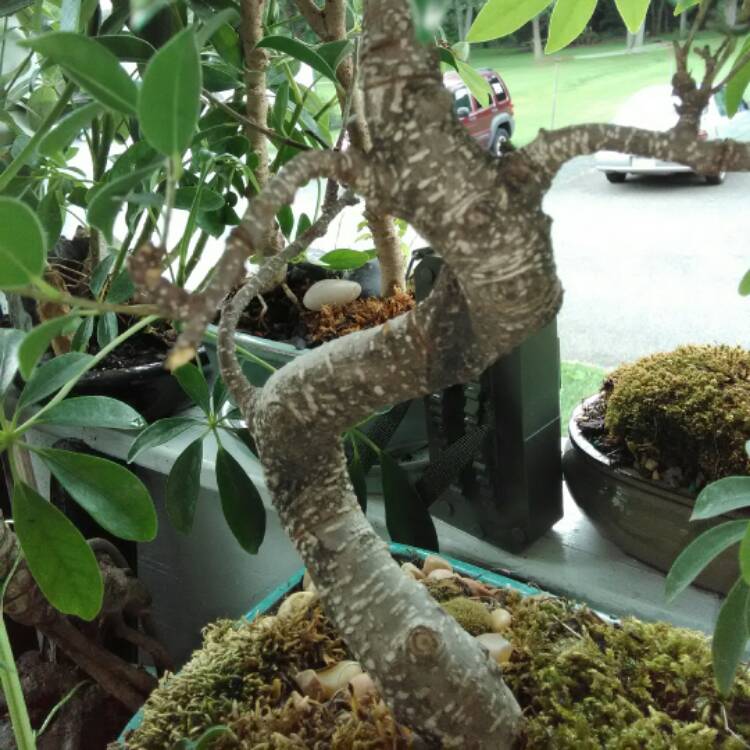 plant image 513943