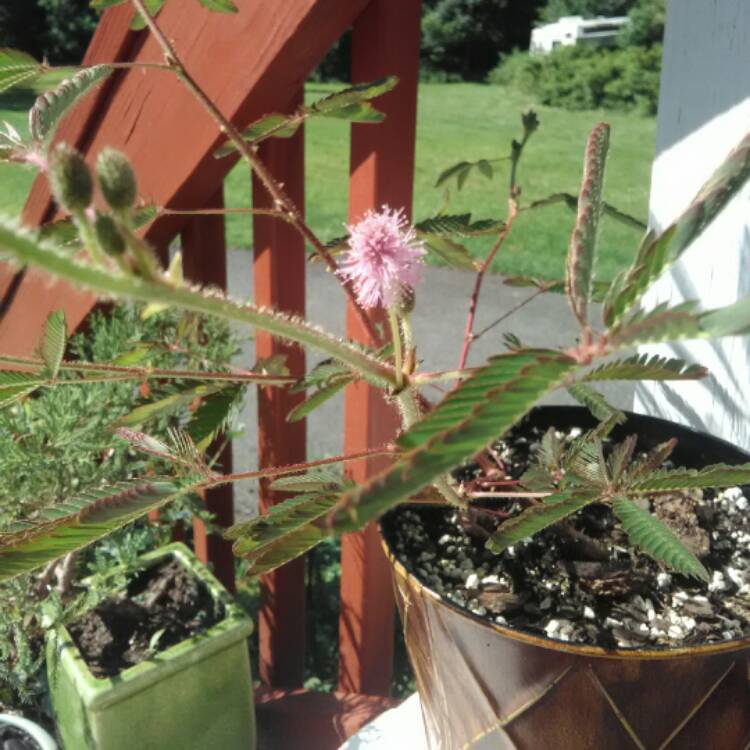 Plant image Mimosa Pigra syn.Mimosa pellita