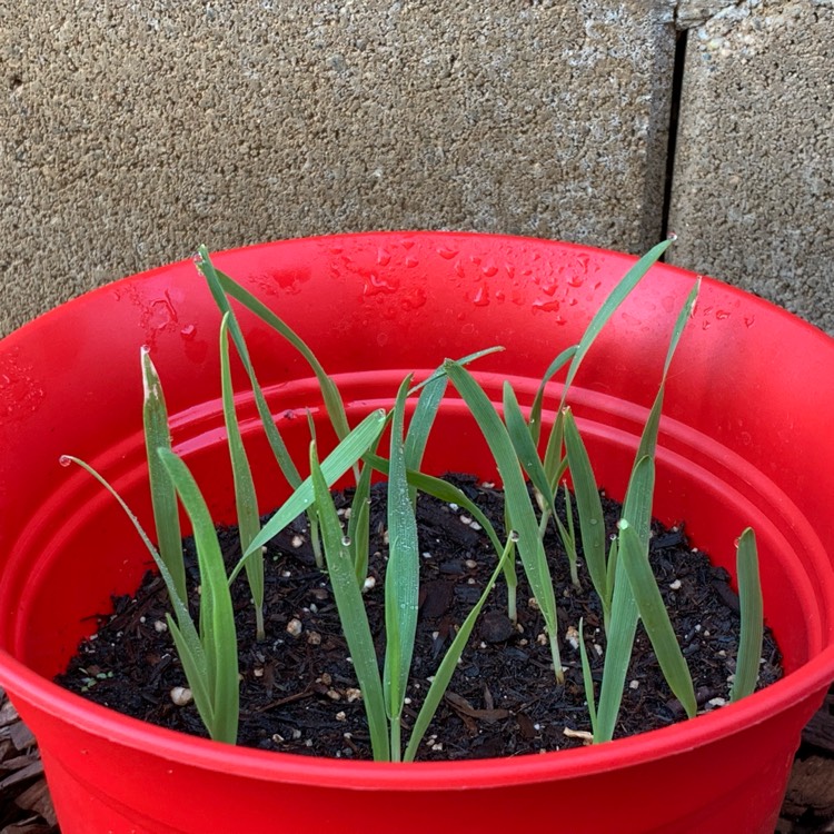 Plant image Avena Sativa