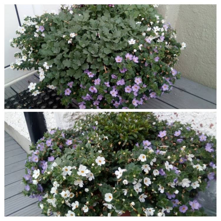 plant image 1139787