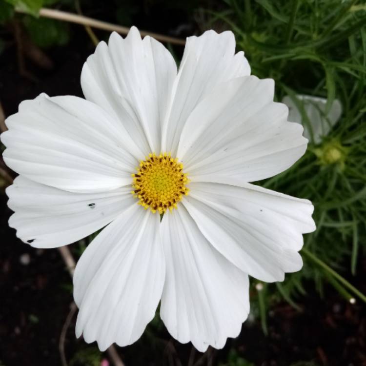 Cosmos Bipinnatus 'Sonata White', Cosmea 'Sonata White' - uploaded by ...