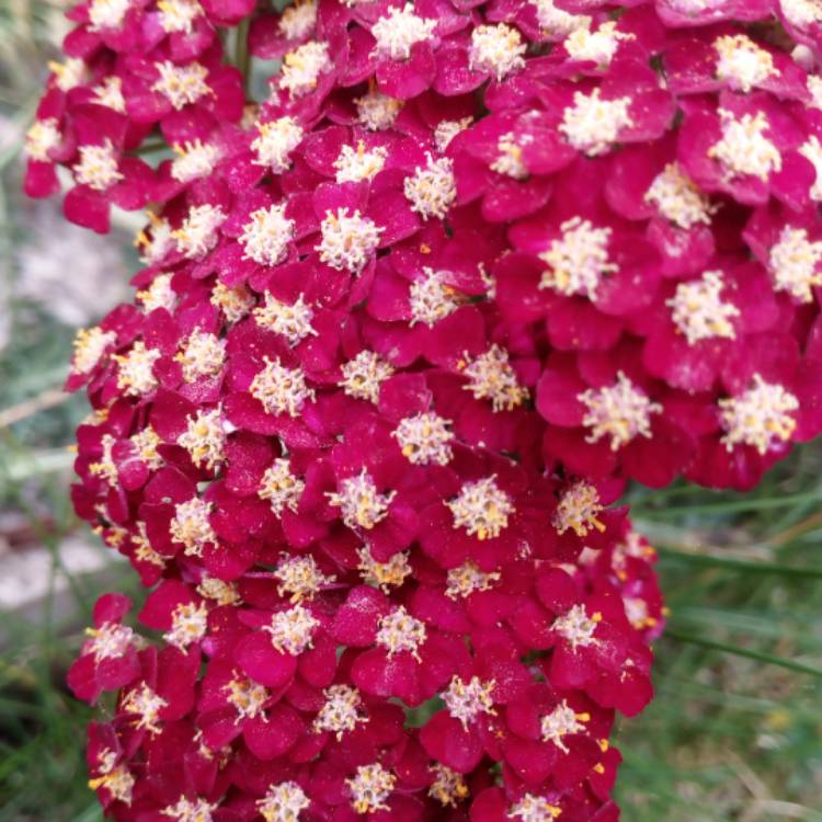 Plant image Achillea millefolium 'Paprika'