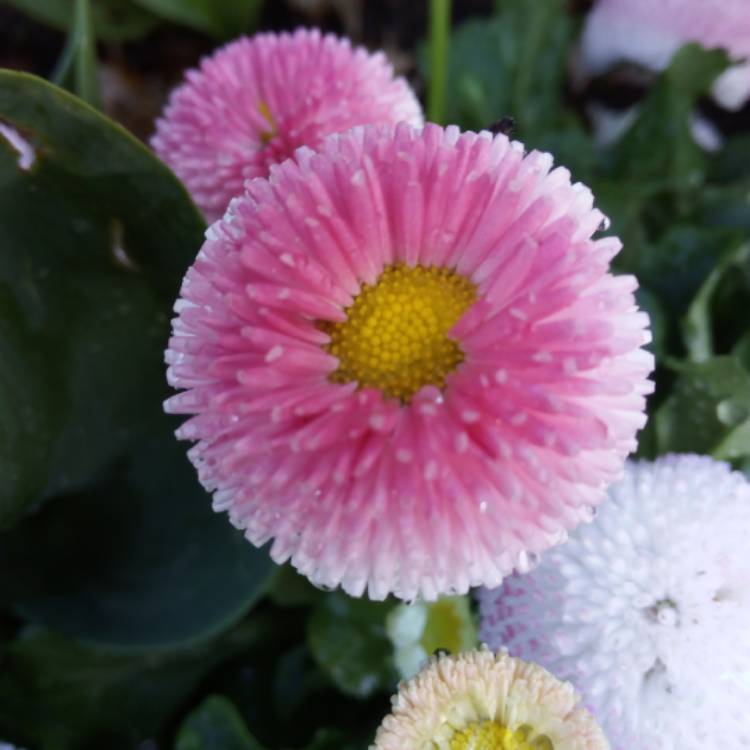 Plant image Bellis Perennis 'Romi Red'