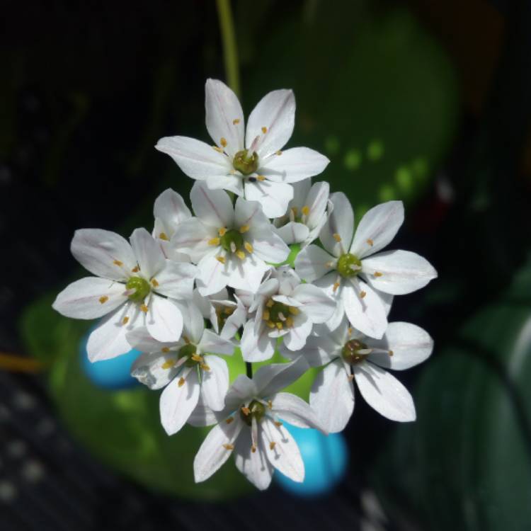 plant image 1146164