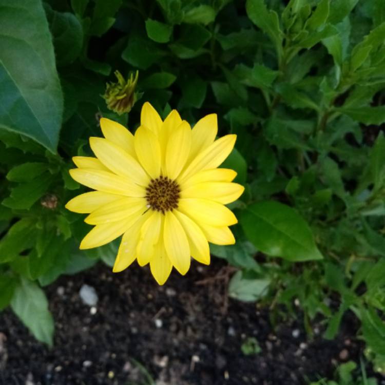 Plant image Osteospermum 'Serenity Blue Eyed Beauty'