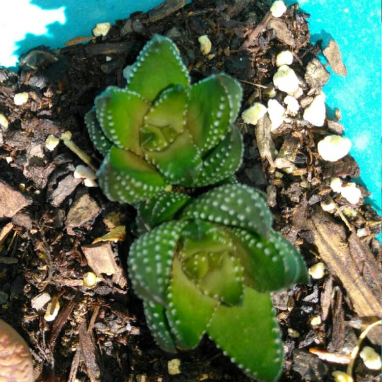 Plant image Haworthiopsis coarctata var. coarctata syn. Haworthia coarctata, Haworthia resendeana