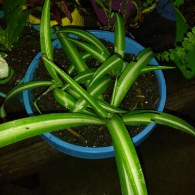 Chlorophytum