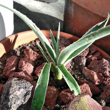 Agave