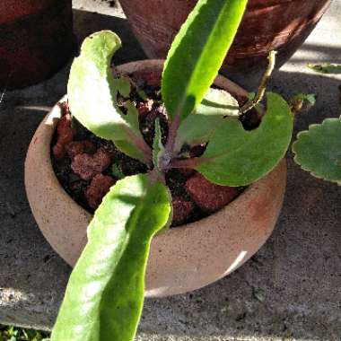 Kalanchoe Donkey Ears