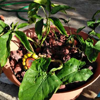 Desiree's garden