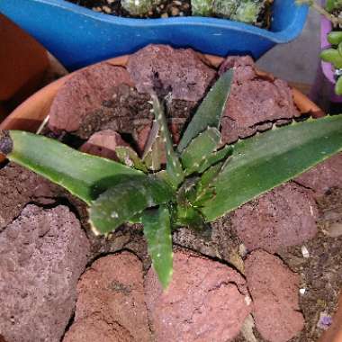 Aloe