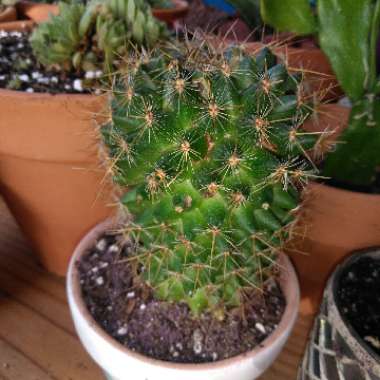 Desiree's garden