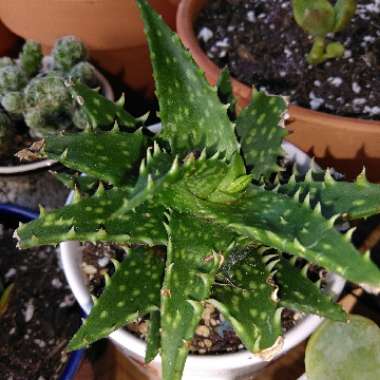Aloe 'Crosby's Prolific'