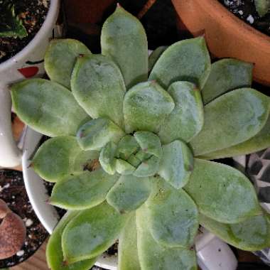 Desiree's garden