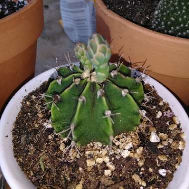 Desiree's garden