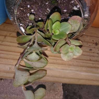 Chinese Stonecrop 'Coral Reef'
