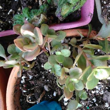 Chinese Stonecrop 'Coral Reef'