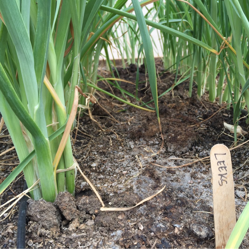 Plant image Allium porrum 'Alto'
