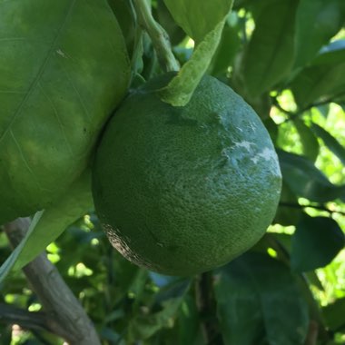 Farmer's garden