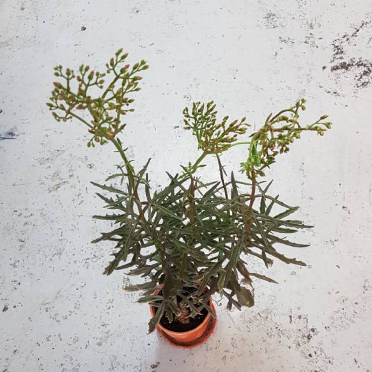 plant image 1029124 plant image 1029124