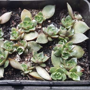 Echeveria Dionysos