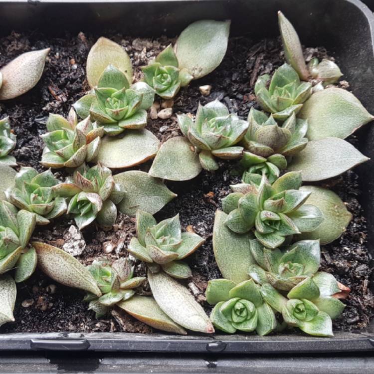 plant image 1048049