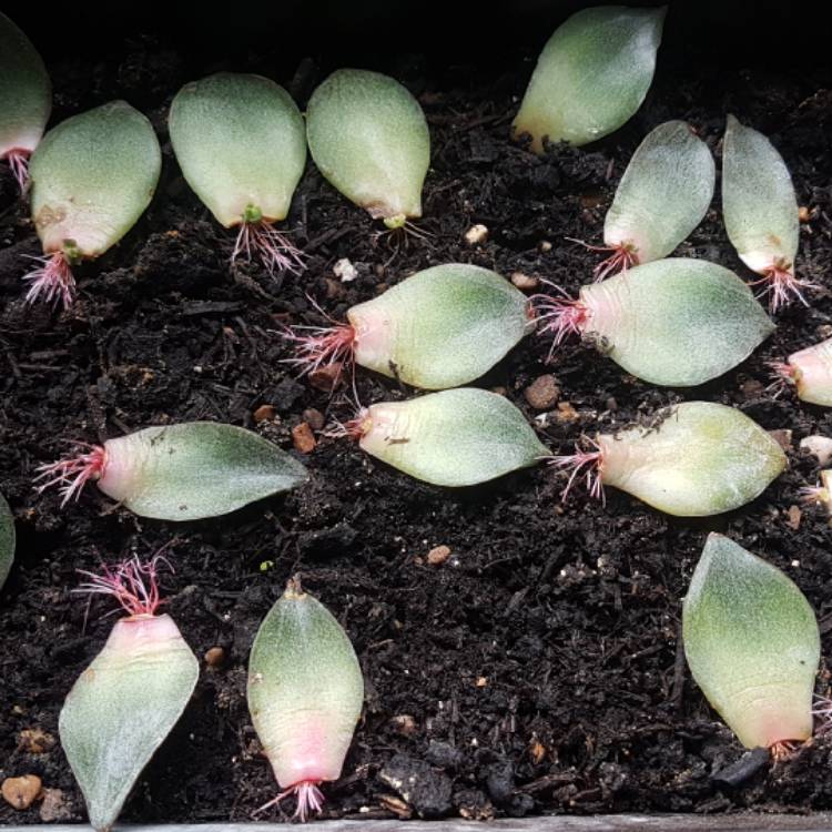 plant image 833385