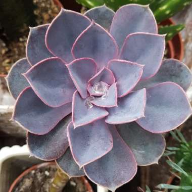 Echeveria Perle Von Nurnberg