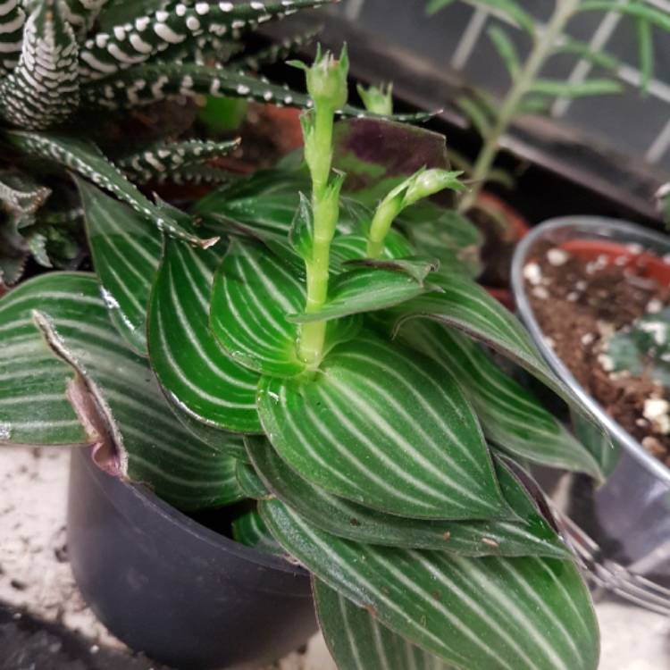 plant image 896353