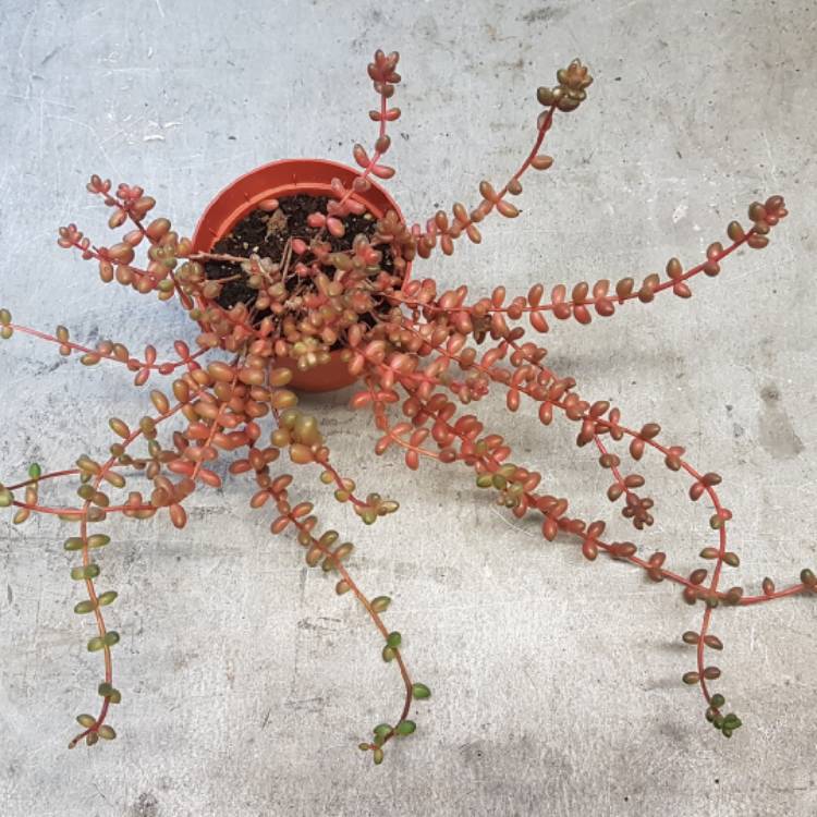 plant image 899786