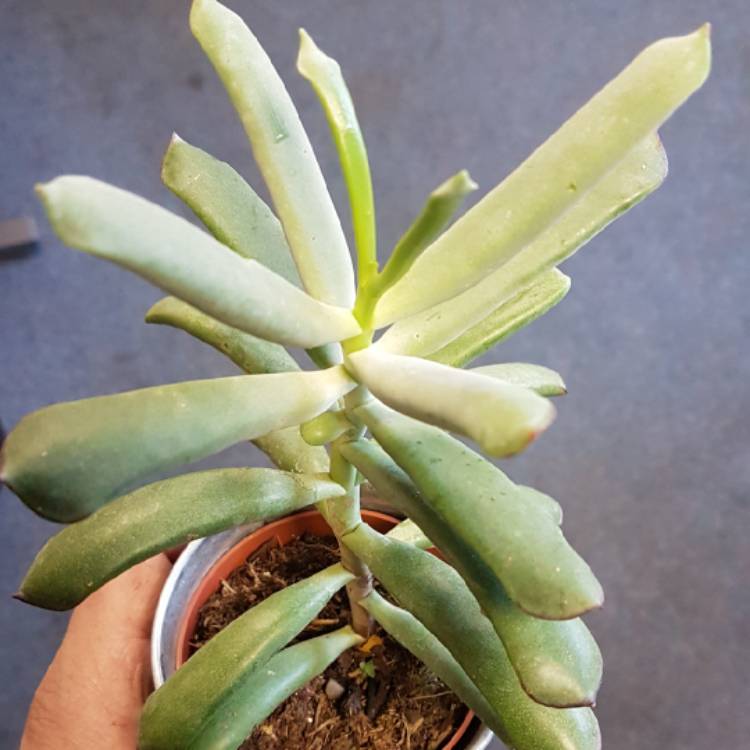 Plant image Cotyledon Hybrid 'Mint Truffles'