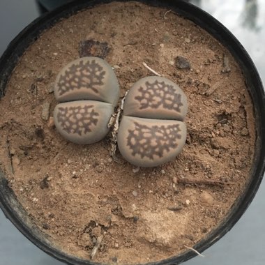 Lithops