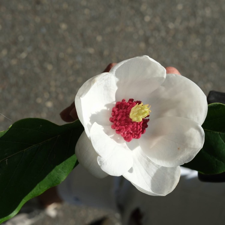 Plant image Magnolia x soulangeana