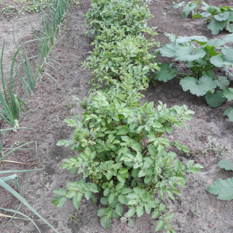 Plant image Solanum tuberosum 'Purple Majesty'