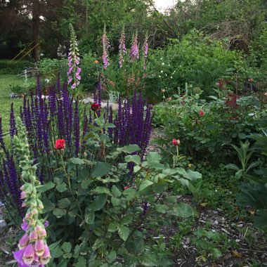 Robyn's garden