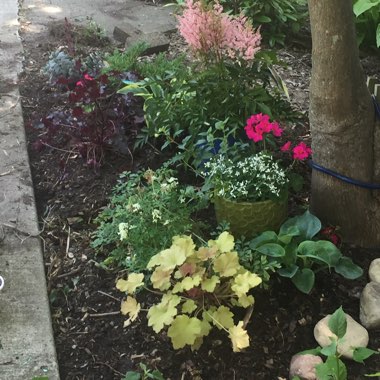 Robyn's garden