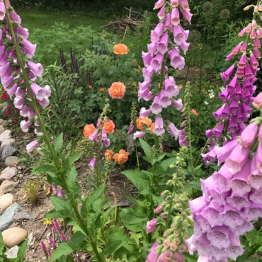 Foxglove 'Dalmatian Rose'