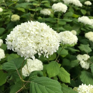 Hydrangea 'Annabelle'