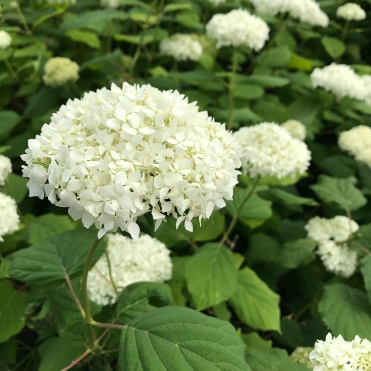 plant image 461742